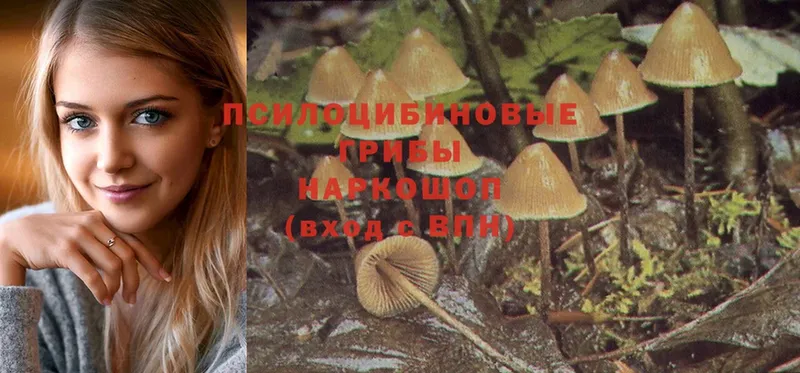 Псилоцибиновые грибы Magic Shrooms  купить  цена  блэк спрут вход  Карабаново 